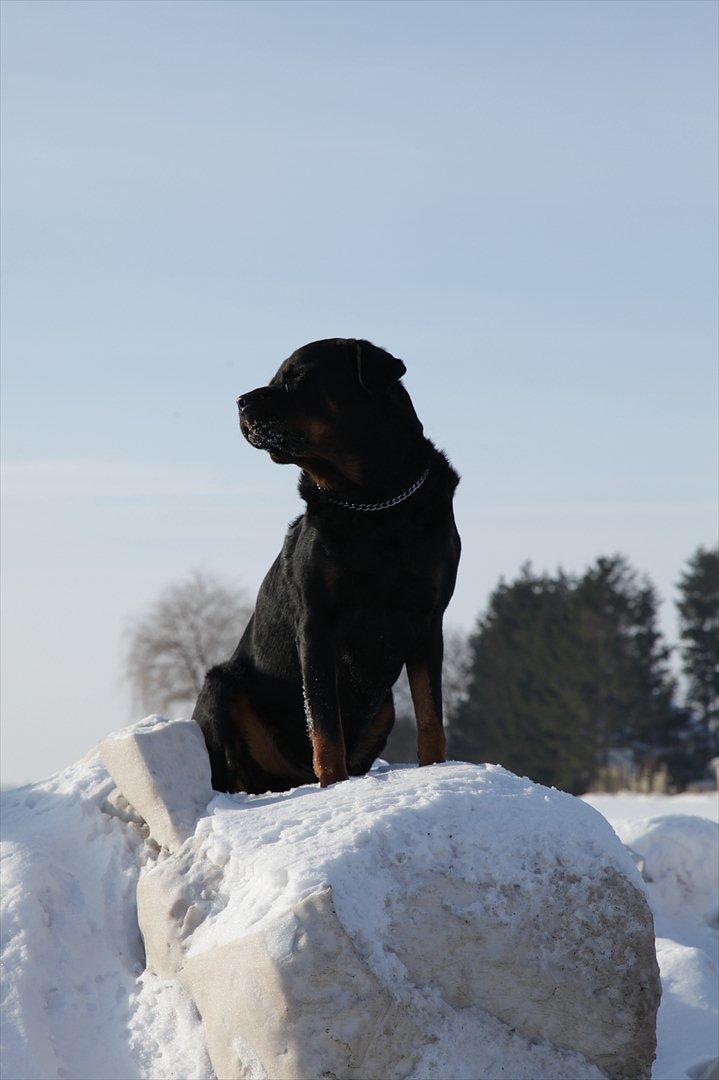 Rottweiler REX billede 15