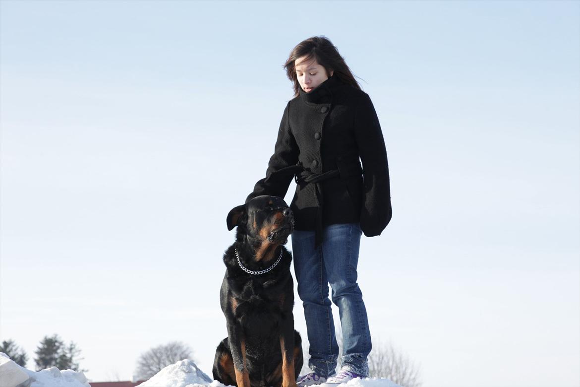 Rottweiler REX billede 14