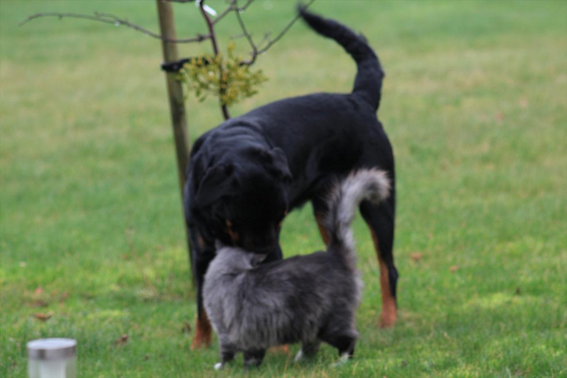 Rottweiler REX billede 19