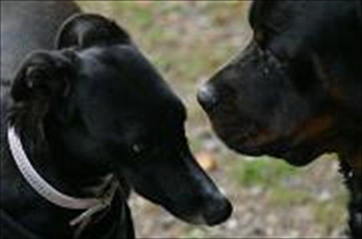 Rottweiler REX billede 20