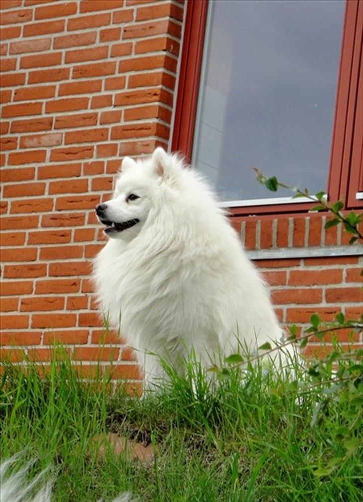 Japansk spids Malthe billede 1