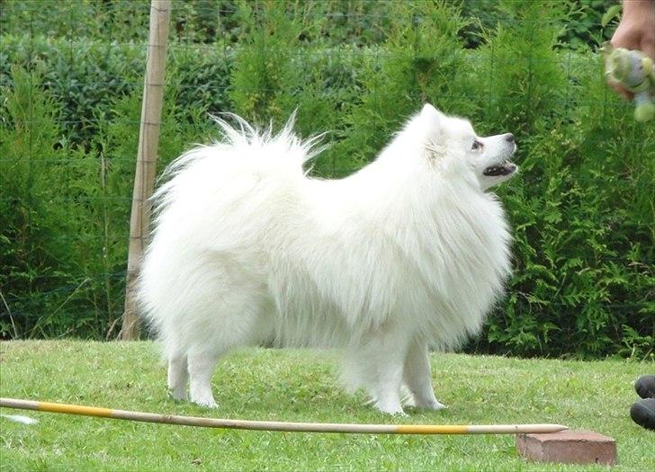 Japansk spids Malthe billede 18