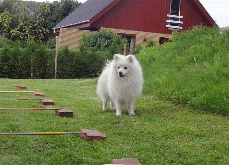 Japansk spids Malthe billede 15