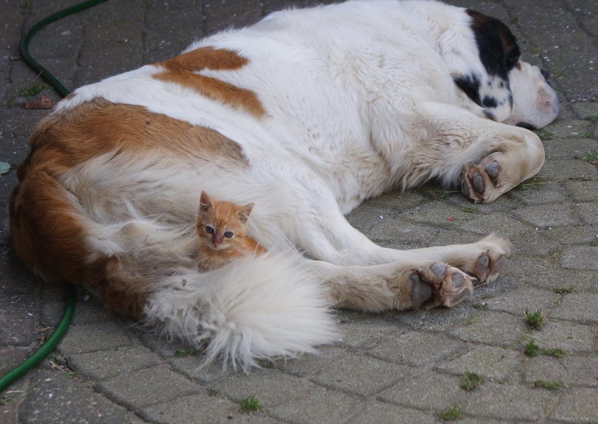 Sankt bernhardshund Muffe (Solgt) - Killingen MaxMagnus syntes det bedste sted er Muffes hale.. ;) billede 13