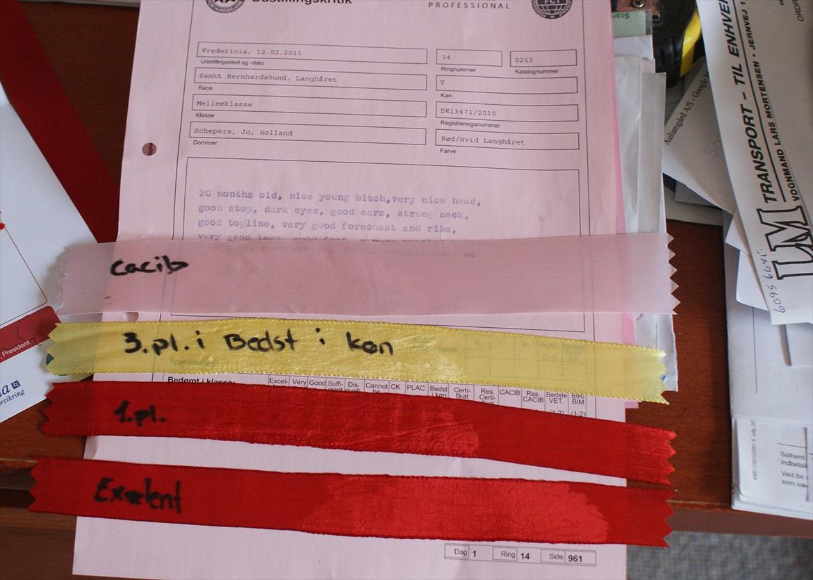 Sankt bernhardshund Muffe (Solgt) billede 14