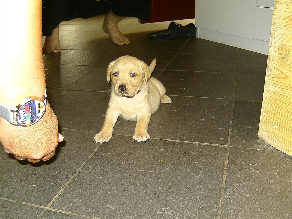 Labrador retriever Rica - Der er det første gang vi er ude ved hende ;D billede 10