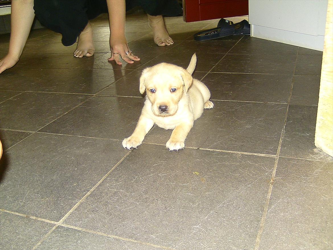 Labrador retriever Rica - her er det også første gang vi er ude ved hende så der er hun ikke så stor <3   billede 11