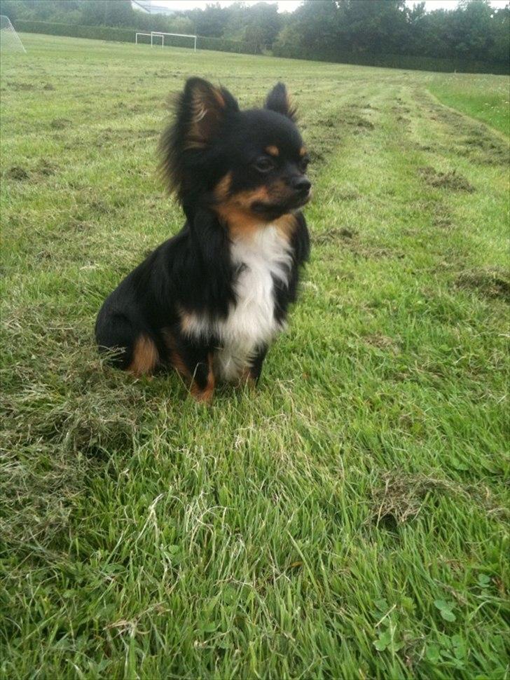 Chihuahua Niko billede 2