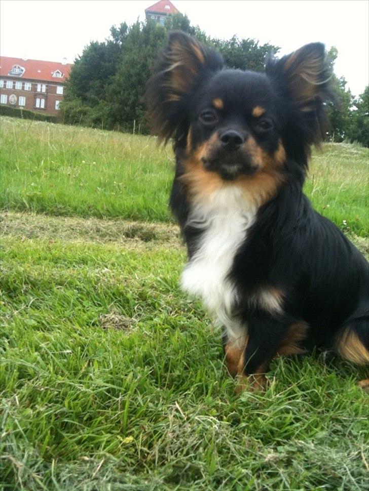 Chihuahua Niko billede 1