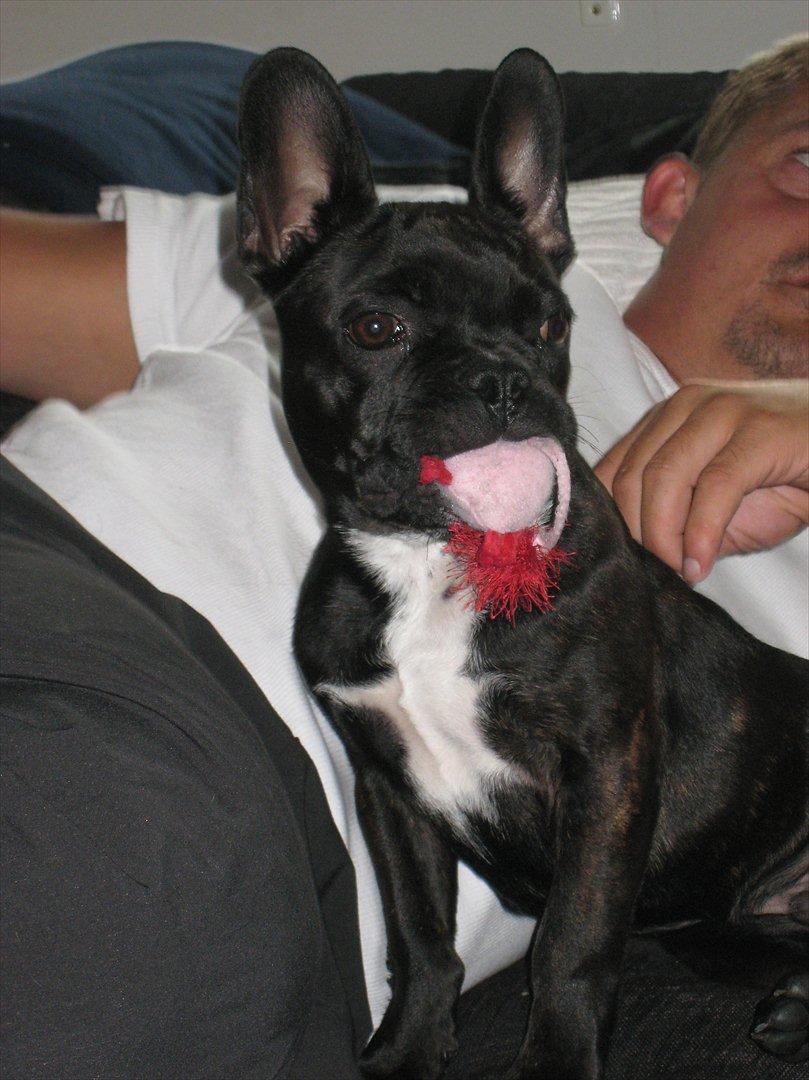 Fransk bulldog Gismo billede 1