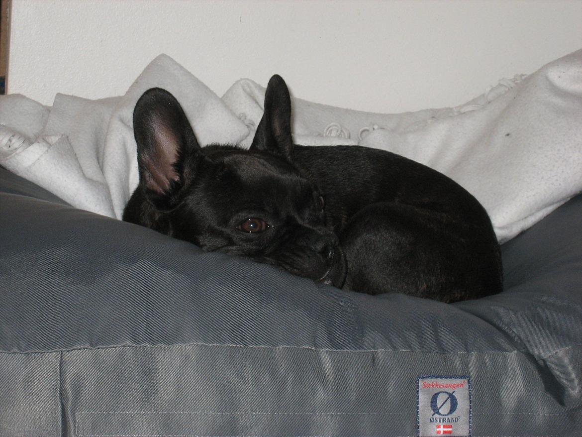 Fransk bulldog Gismo billede 2