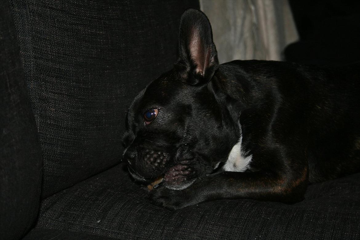 Fransk bulldog Gismo billede 3