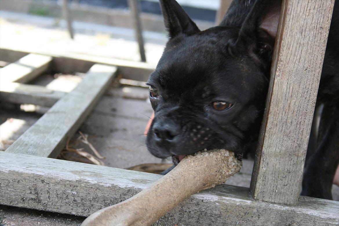 Fransk bulldog Gismo billede 4