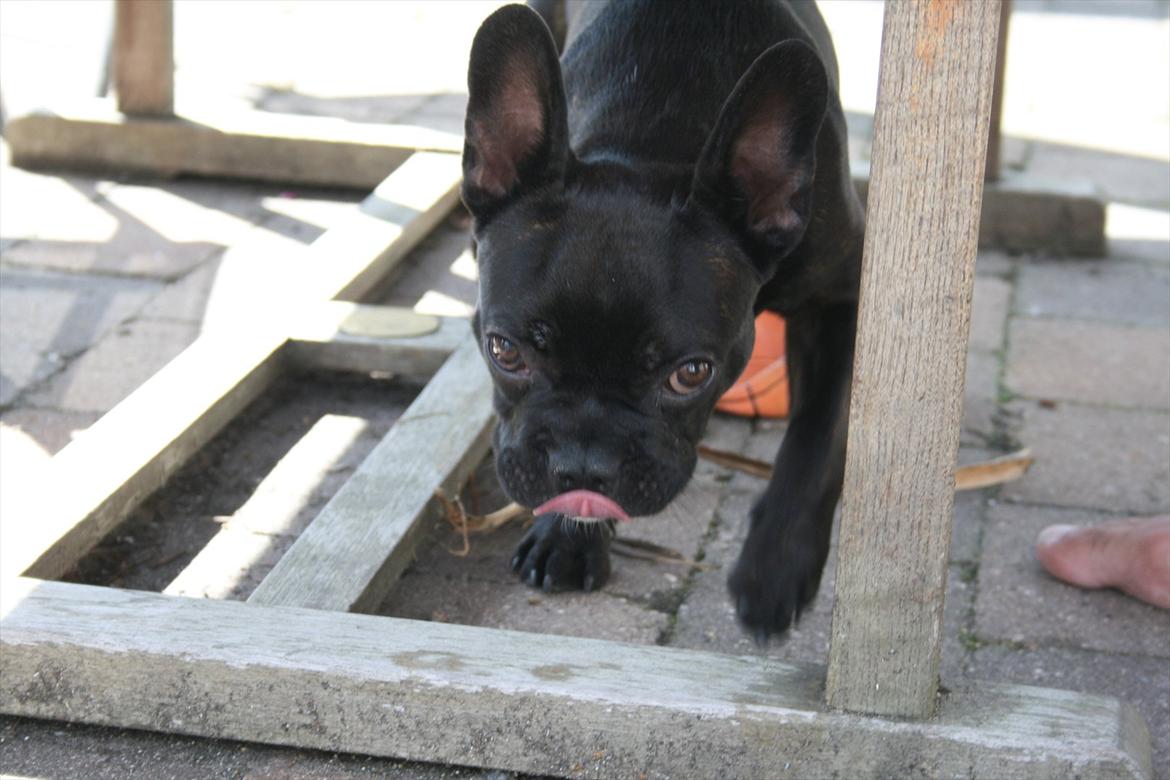 Fransk bulldog Gismo billede 5