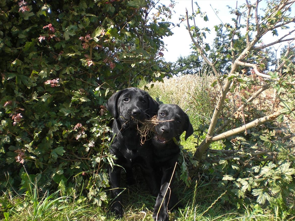 Labrador retriever Dolly - Sammen med sin bror :) billede 13