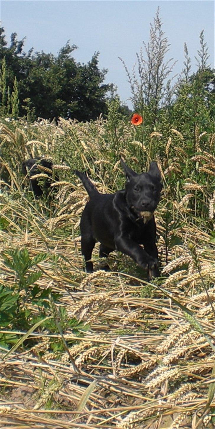Labrador retriever Dolly billede 14