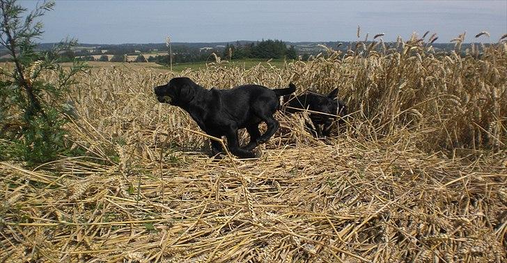 Labrador retriever Dolly - Dolly der kommer løbende billede 15