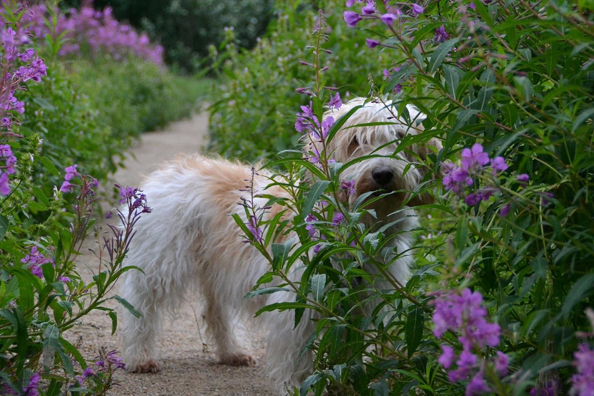 Petit basset griffon wendéen Felix - blomsterbarn. Juli 2011. billede 18