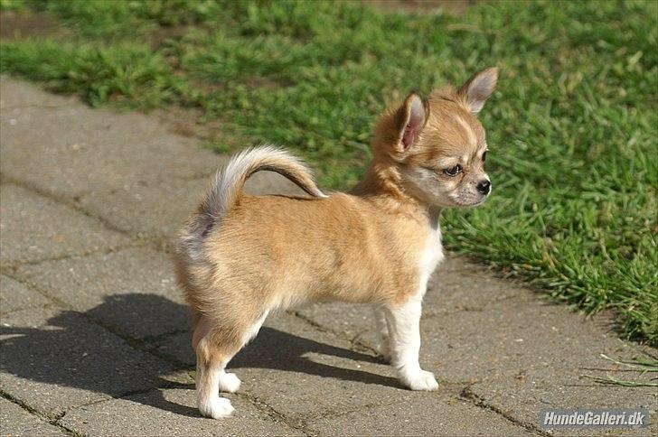 Chihuahua *Chihuanas hailie jade* (Fiona) billede 1