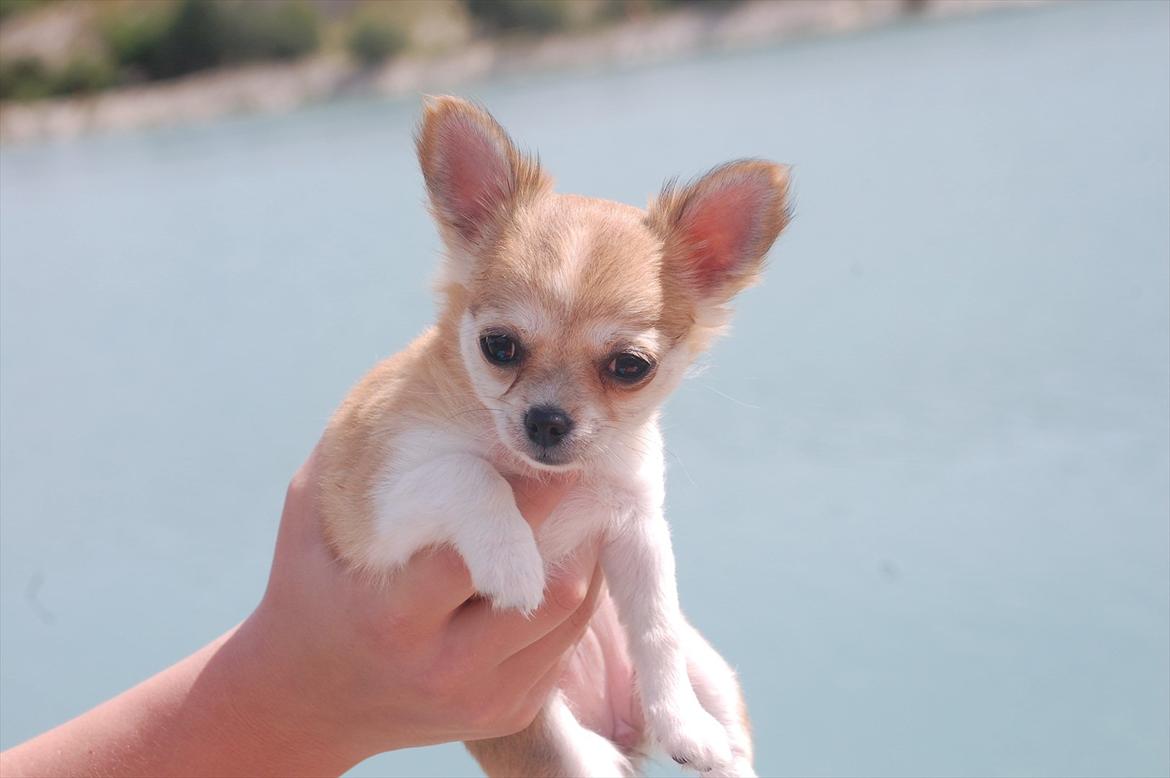 Chihuahua *Chihuanas hailie jade* (Fiona) billede 2