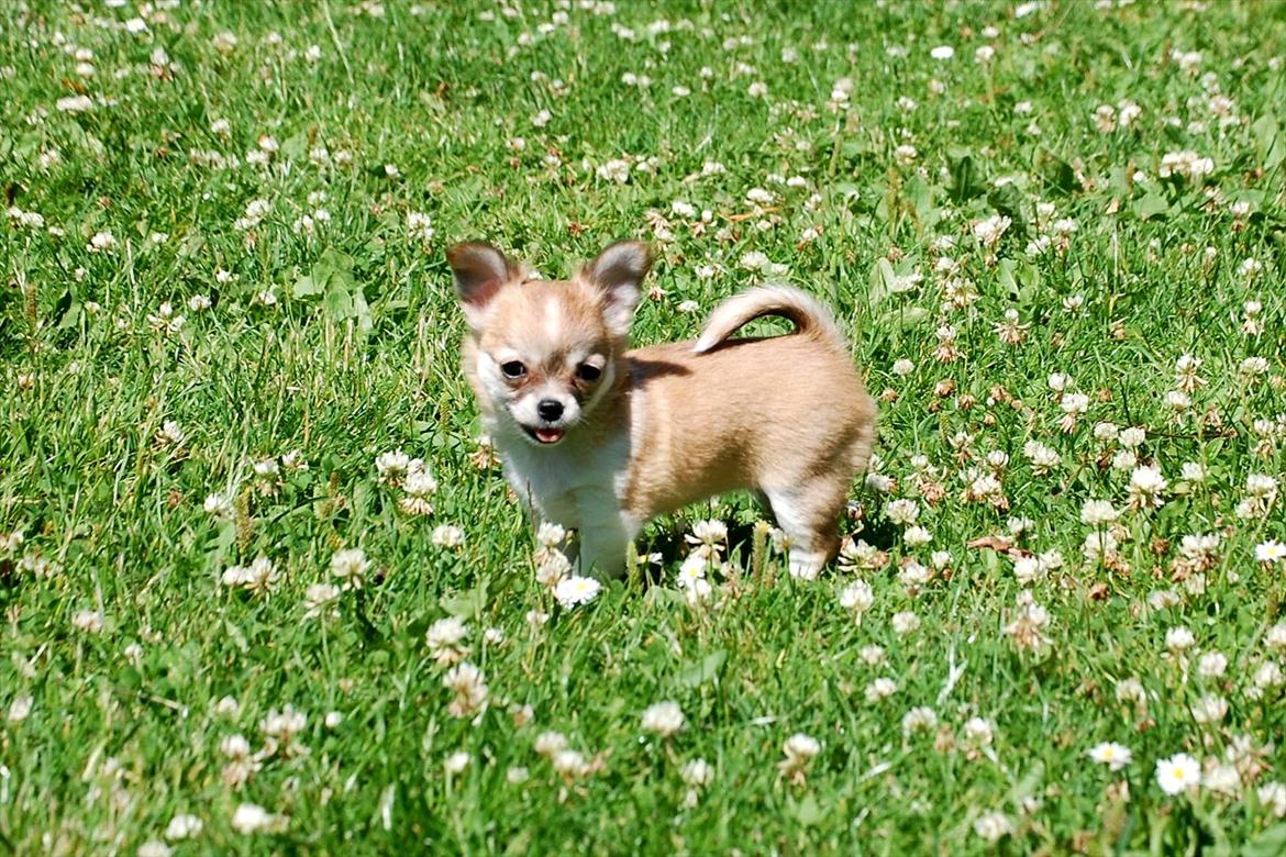 Chihuahua *Chihuanas hailie jade* (Fiona) billede 3