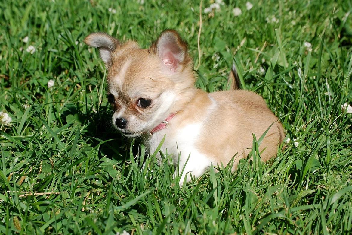 Chihuahua *Chihuanas hailie jade* (Fiona) billede 4