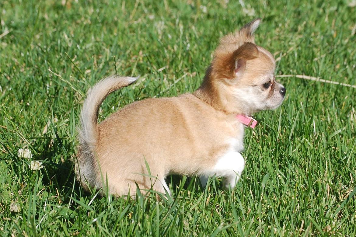 Chihuahua *Chihuanas hailie jade* (Fiona) billede 5