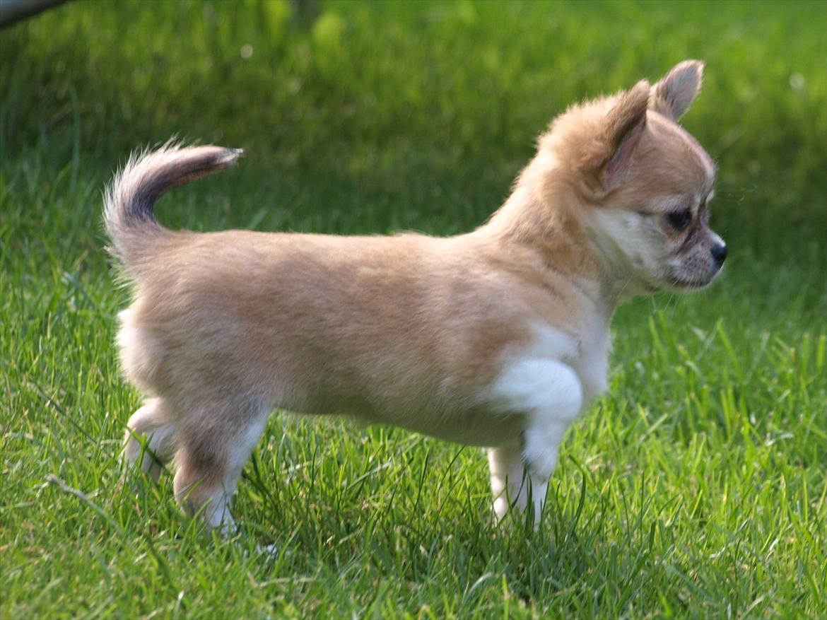 Chihuahua *Chihuanas hailie jade* (Fiona) billede 6