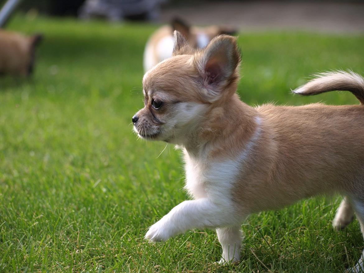 Chihuahua *Chihuanas hailie jade* (Fiona) billede 7