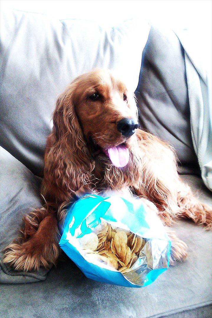 Cocker spaniel Hannibal<3 - Velkommen til min profil! :D billede 1