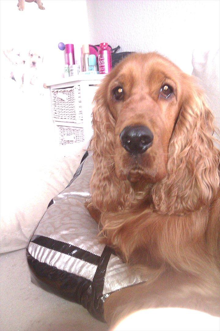 Cocker spaniel Hannibal<3 - De røde lampe lyser :O billede 3