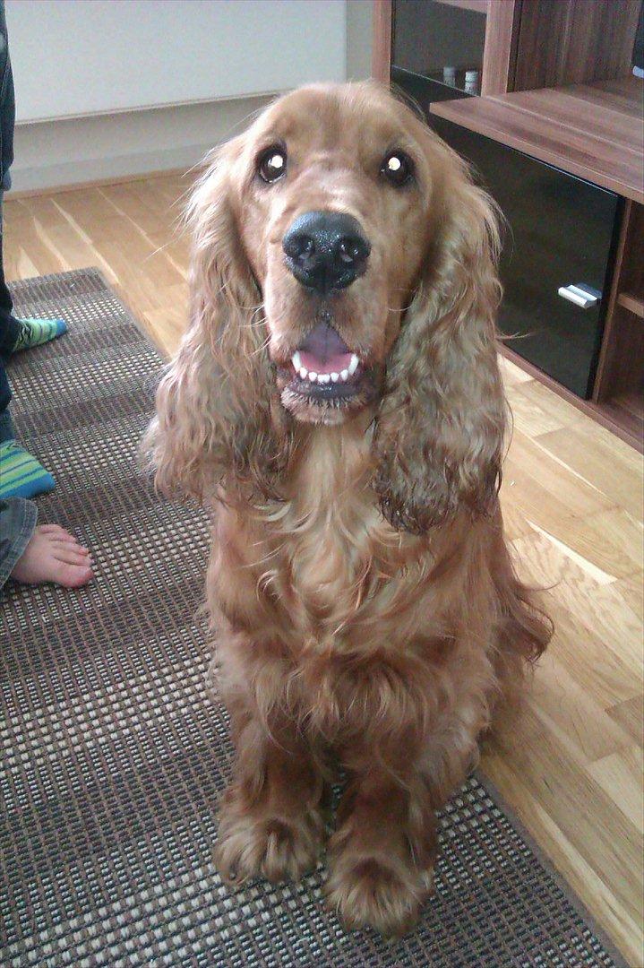 Cocker spaniel Hannibal<3 - Fotograf igen :O billede 5