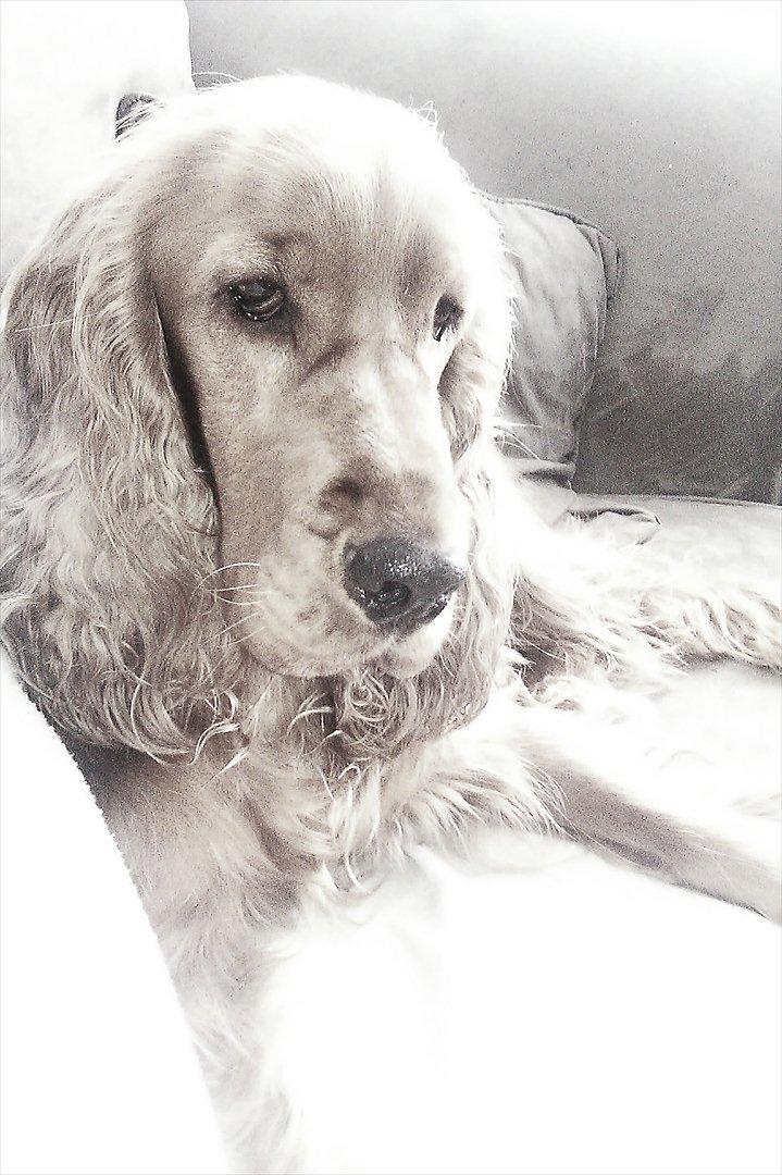 Cocker spaniel Hannibal<3 - Model? :D billede 6