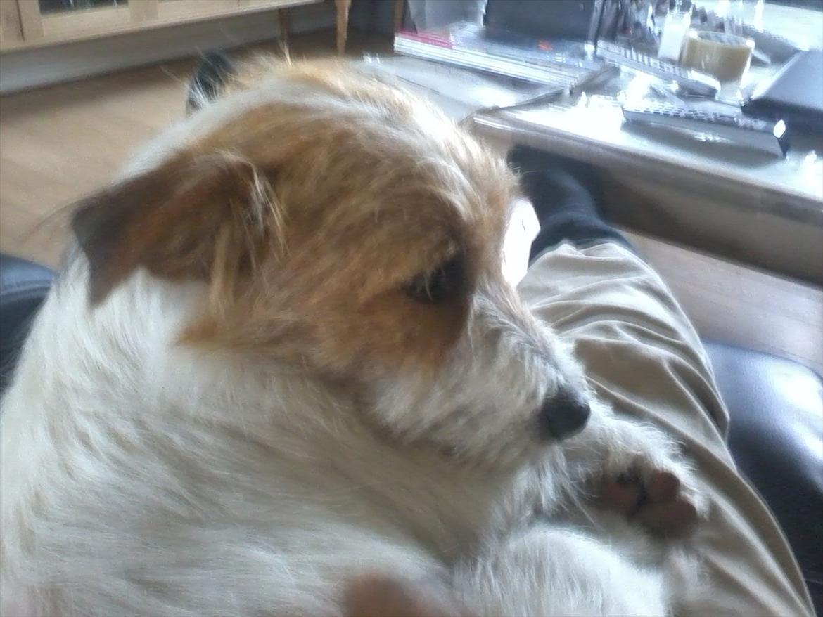 Jack russell terrier Conrad billede 2