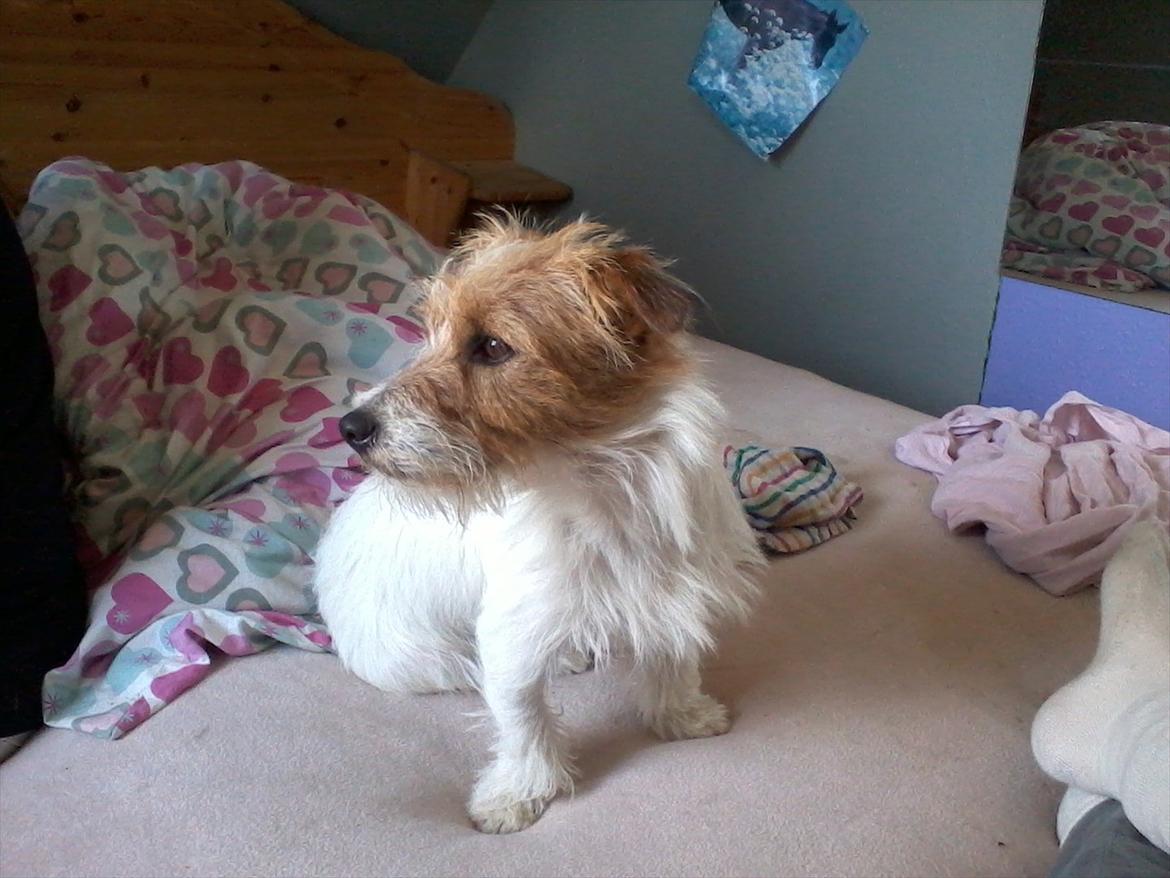 Jack russell terrier Conrad billede 5