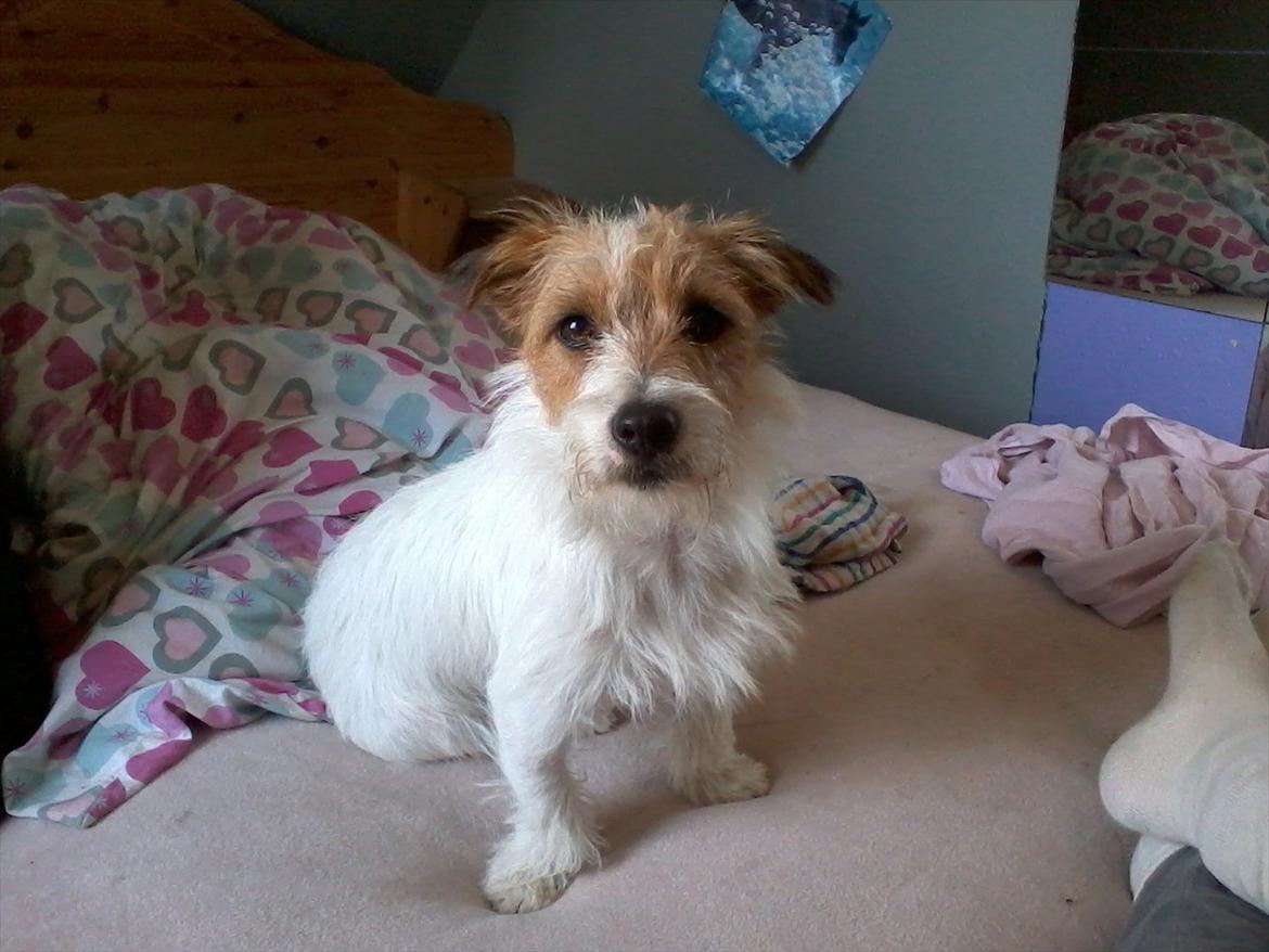 Jack russell terrier Conrad billede 13