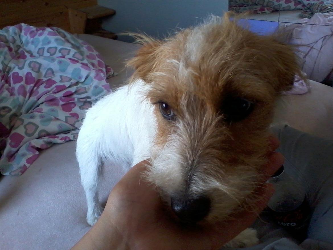 Jack russell terrier Conrad billede 6