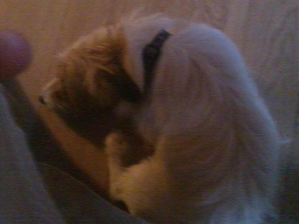 Jack russell terrier Conrad billede 7