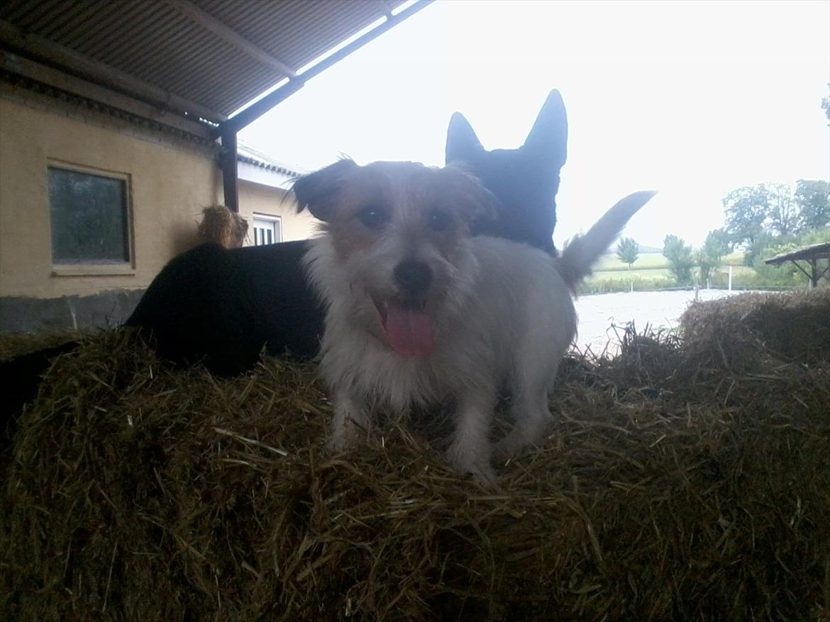 Jack russell terrier Conrad billede 9