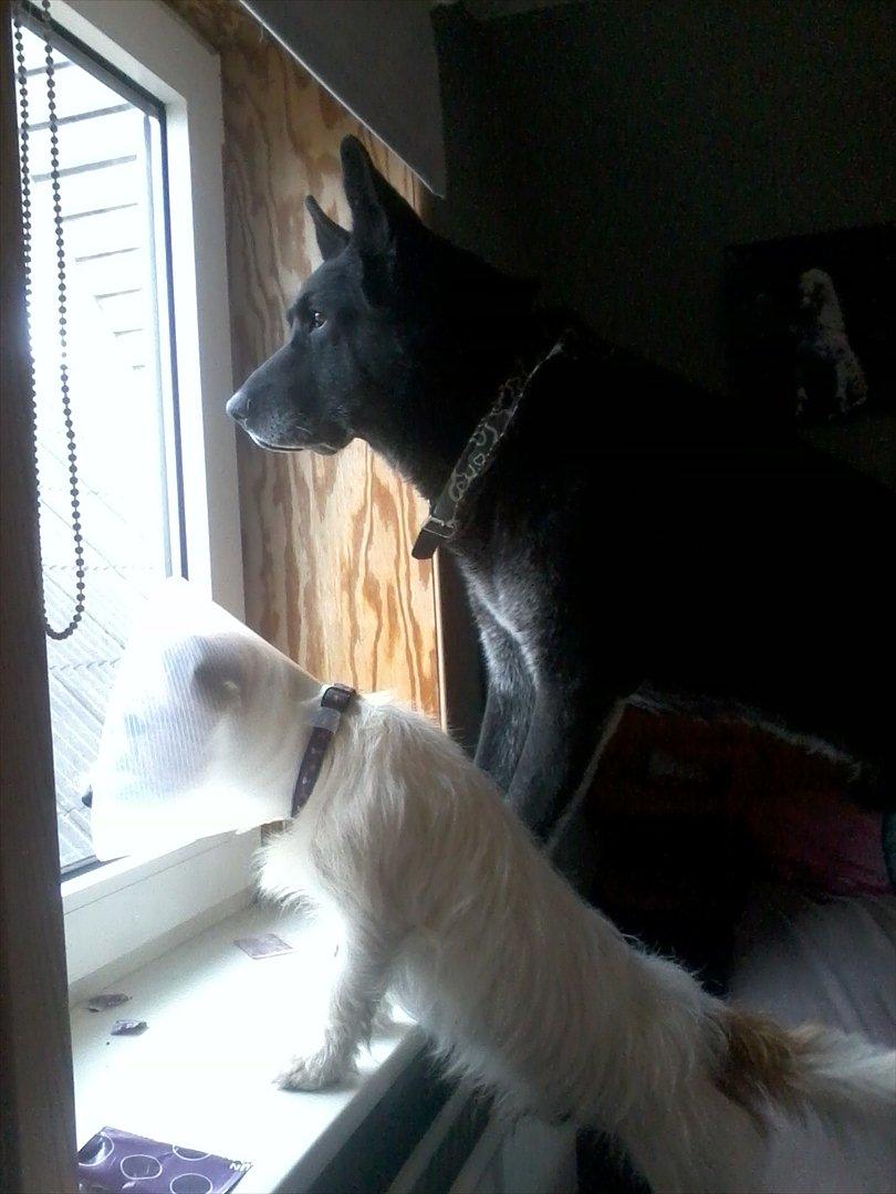 Jack russell terrier Conrad - Conrad og Rico billede 12