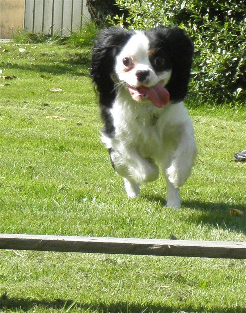 Cavalier king charles spaniel Viggo :D   - Hej jeg hedder Viggo :D
bare kig dig omkring :D

foto: Emma August d. 29-70-11 billede 1