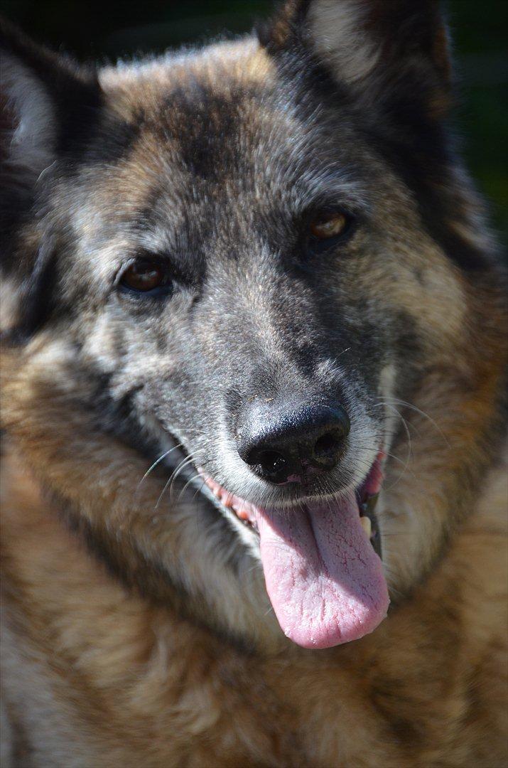 Blanding af racer Molly R.I.P<3 billede 20