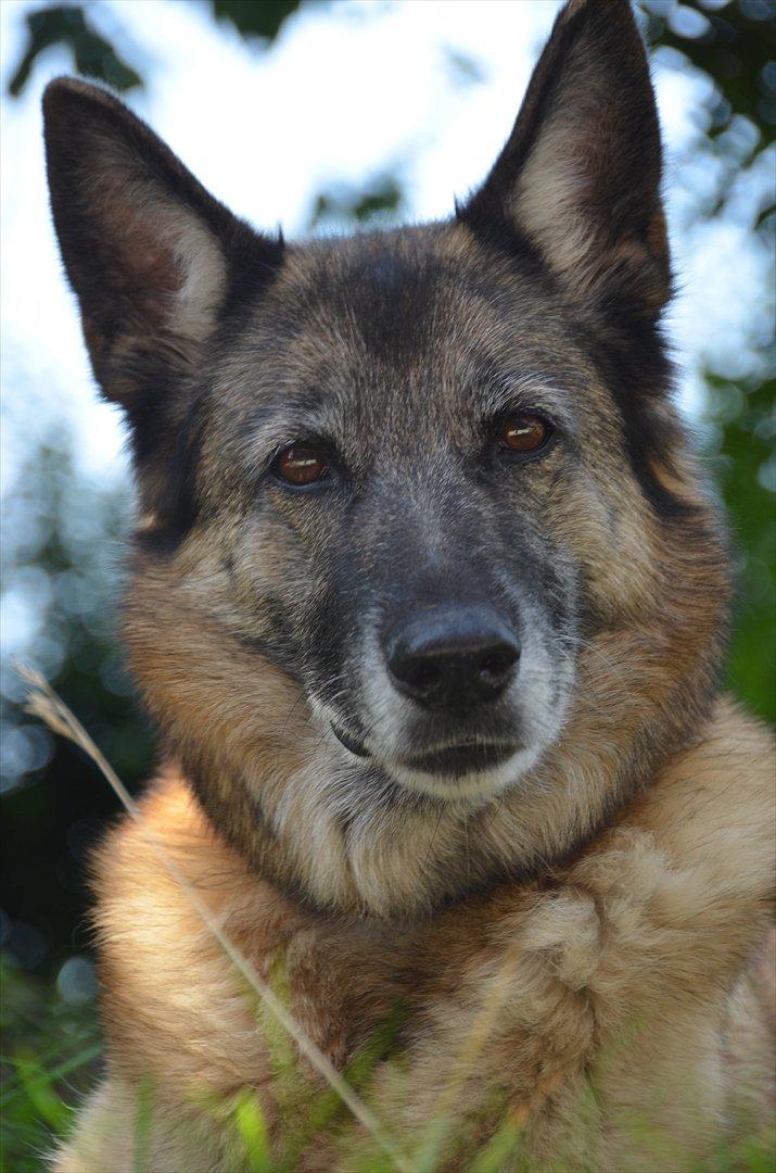 Blanding af racer Molly R.I.P<3 - Velkommen til Molly's profil:) billede 1