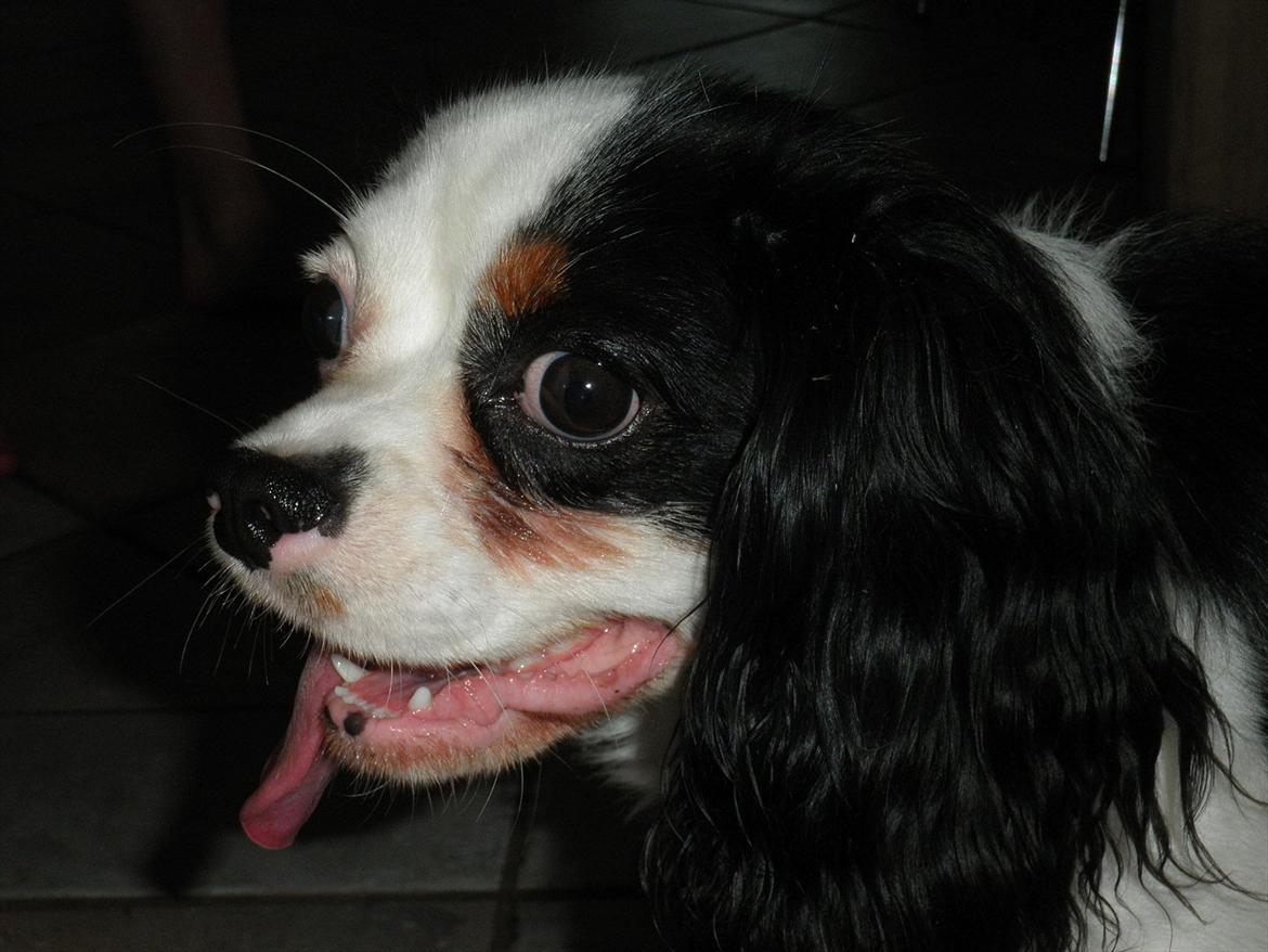 Cavalier king charles spaniel Viggo :D   - uhh.. det er er hordt at lege! :D

foto: Emma August d. 29-70-11 billede 3