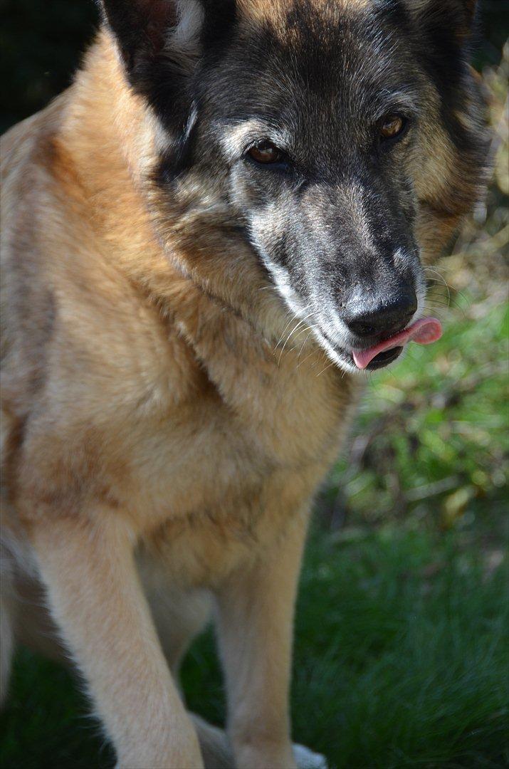 Blanding af racer Molly R.I.P<3 - Hmm det er lækkert!:) billede 8