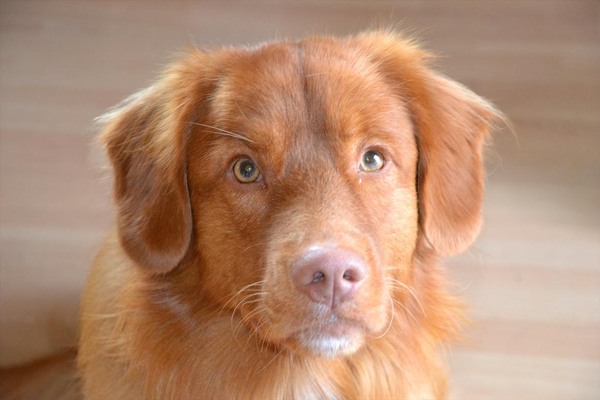 Nova scotia duck tolling retriever Eddie - Starten af juli 2011 billede 10