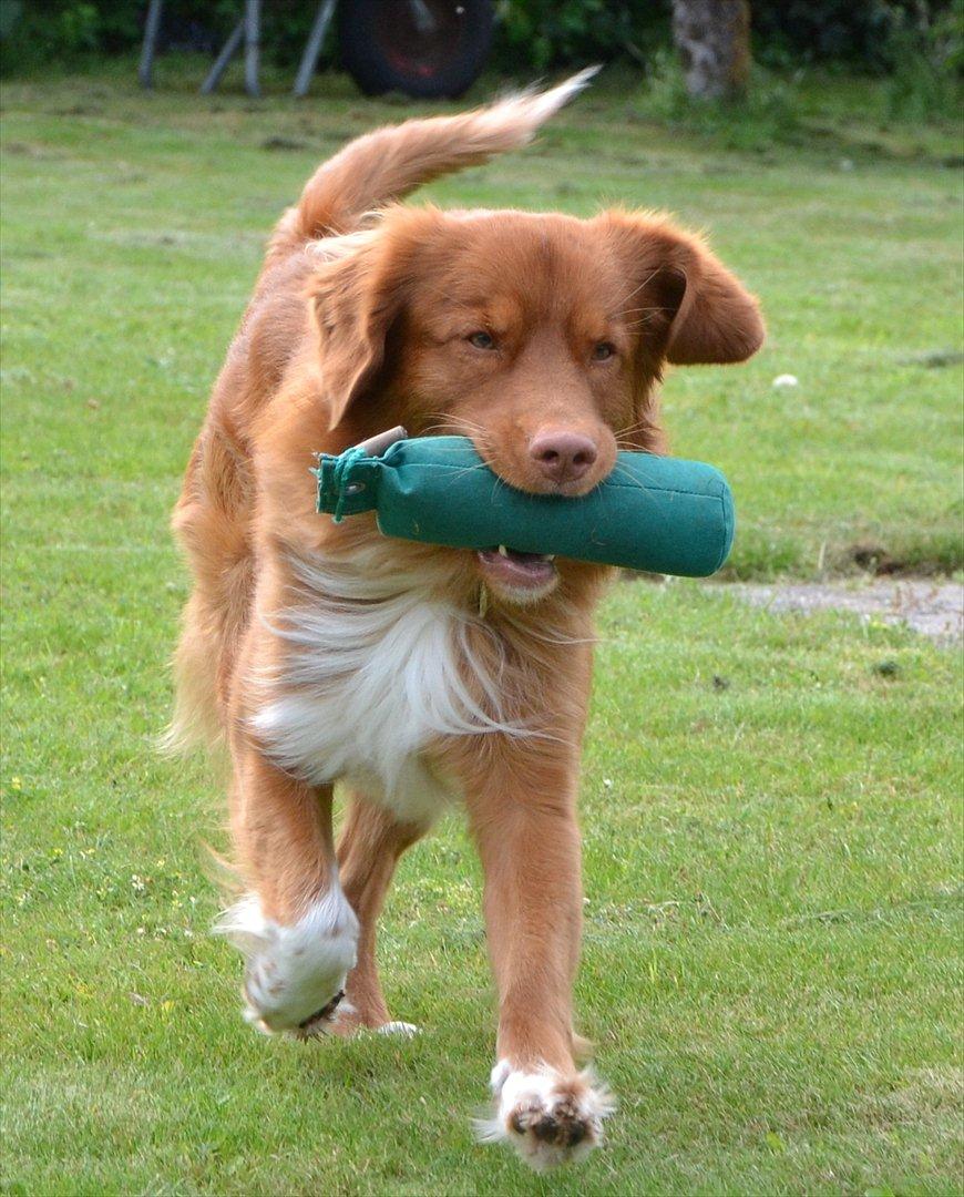 Nova scotia duck tolling retriever Eddie billede 11