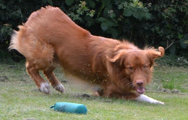 Nova scotia duck tolling retriever Eddie billede 12