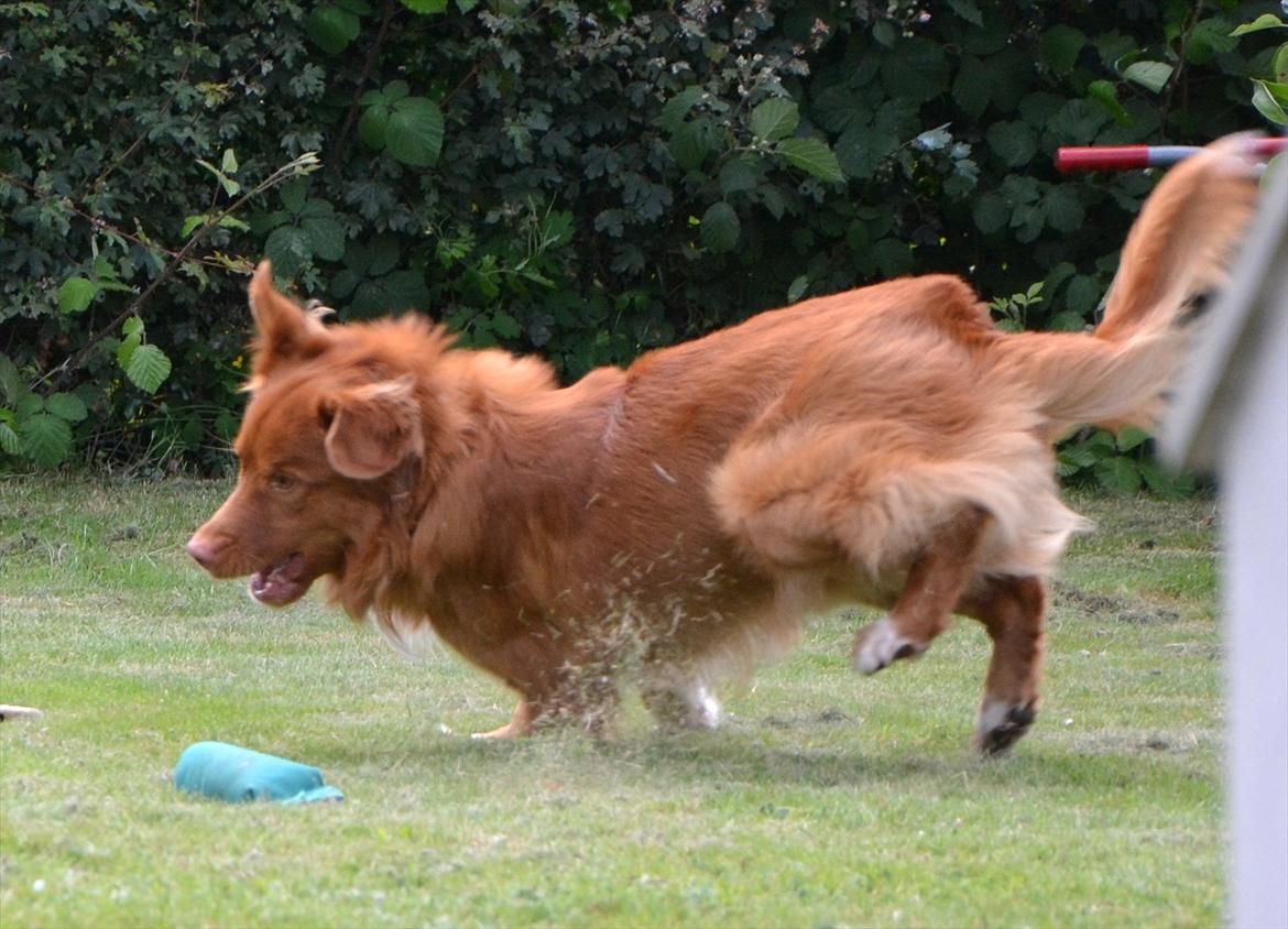 Nova scotia duck tolling retriever Eddie billede 13