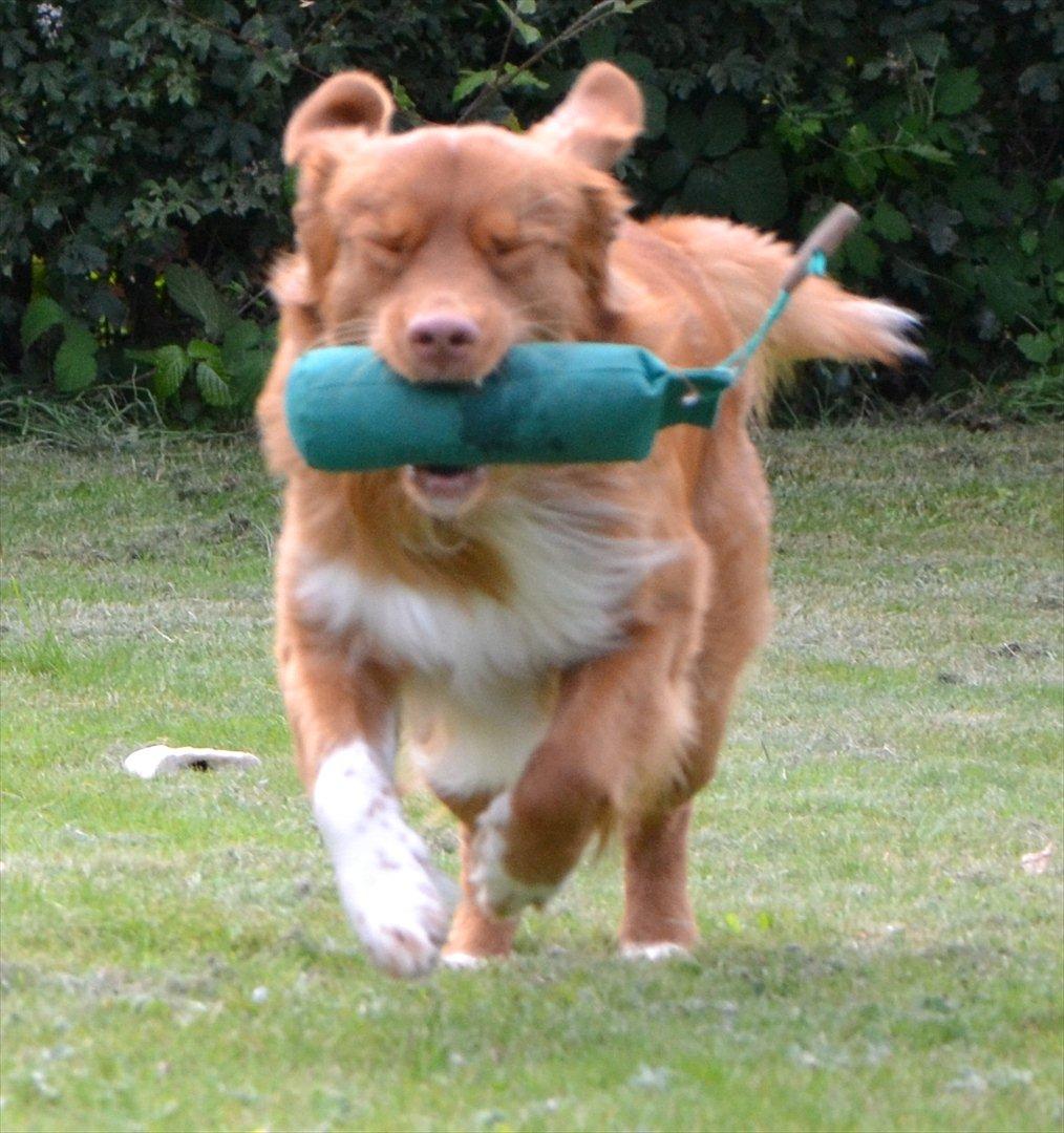 Nova scotia duck tolling retriever Eddie billede 14